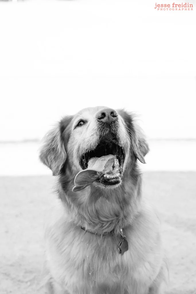 jessefreidin.sanfranciscodog.photography