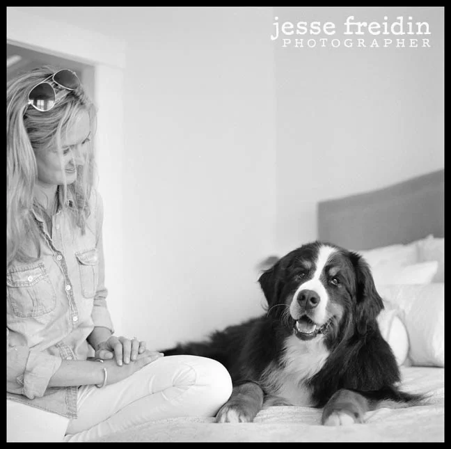 Bernese Mountain Dog photography