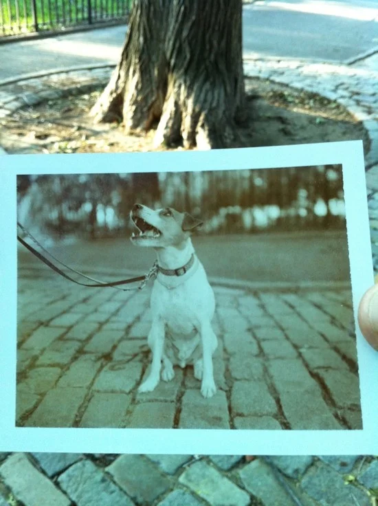 NY Dog Portraits, Tompkins Square (Polaroid Sepia)