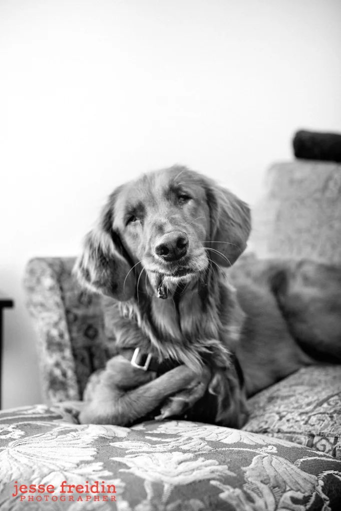 los.angeles.dogphotography