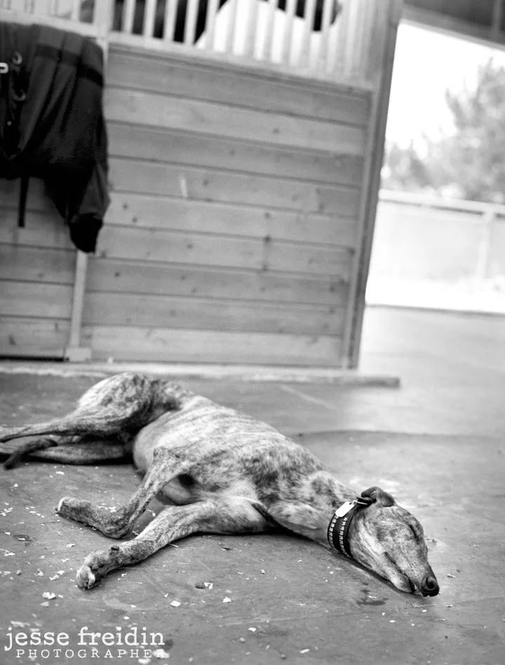 Los Angeles Pet Photography