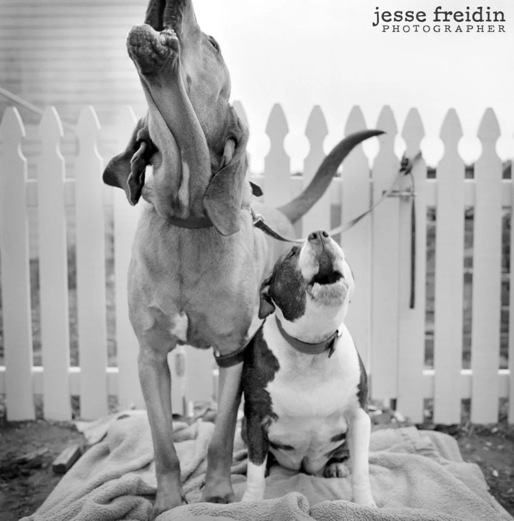 LA Dog Photographer
