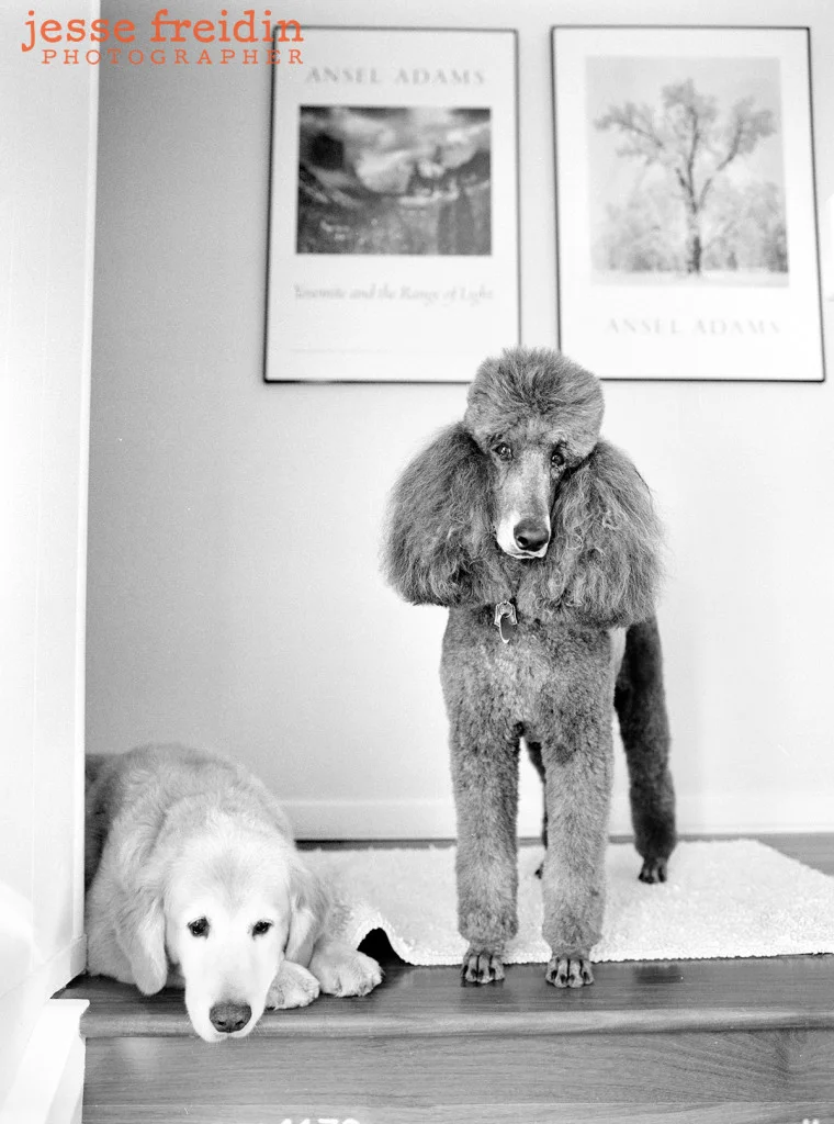 Los Angeles Pet Photography