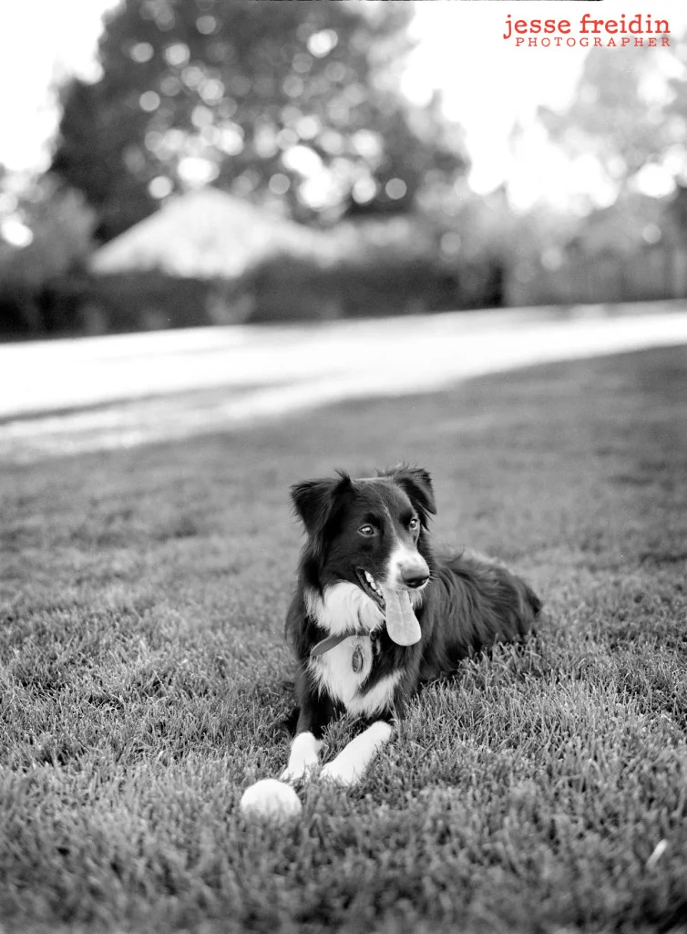 New York Pet Photography
