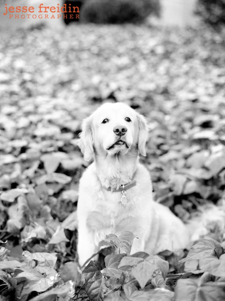 Los Angeles Dog Photographer