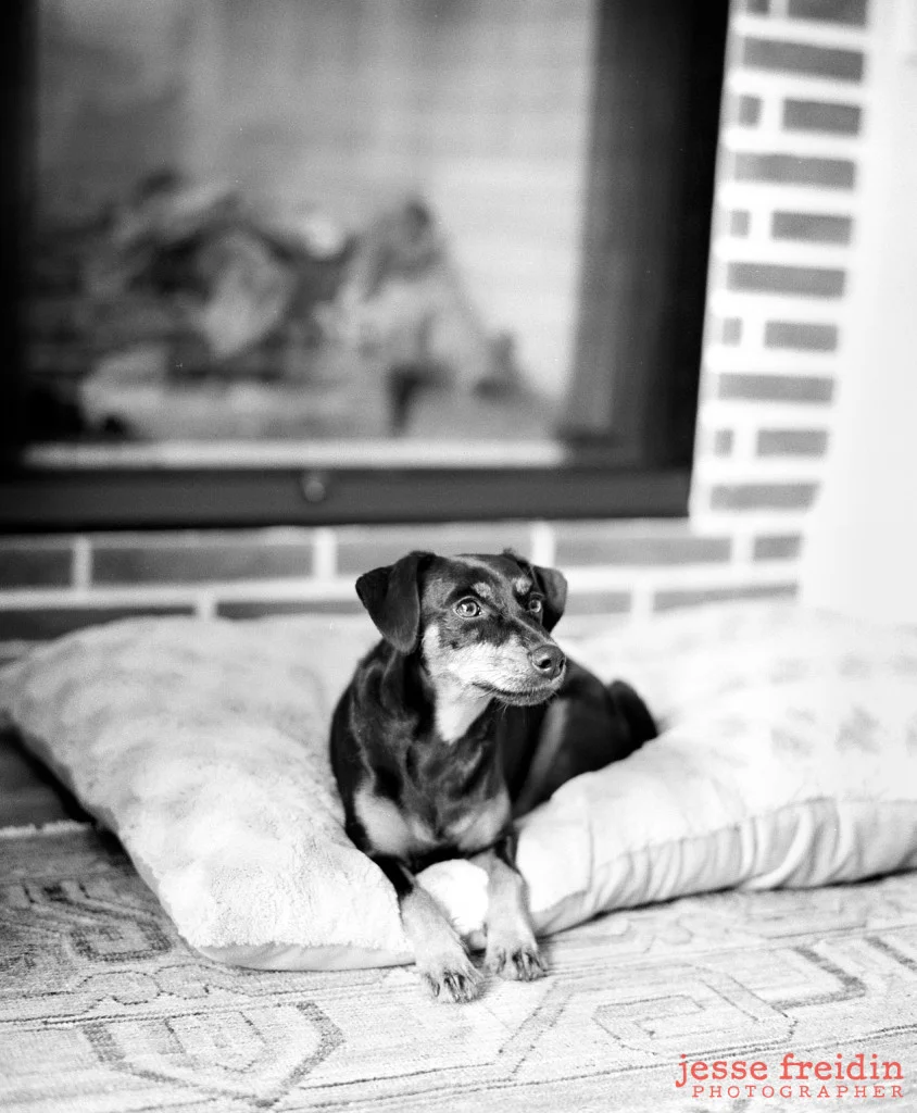LA pet photos