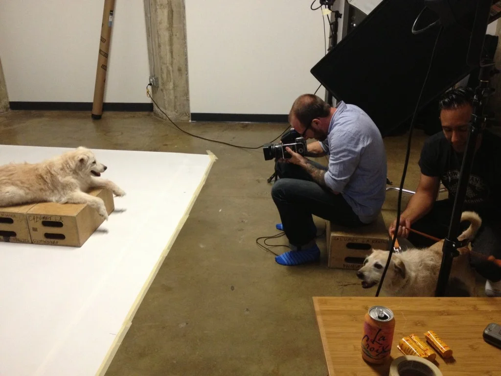 DOG FOOD: Dogs With Food Names Photography Series by Jesse Freidin