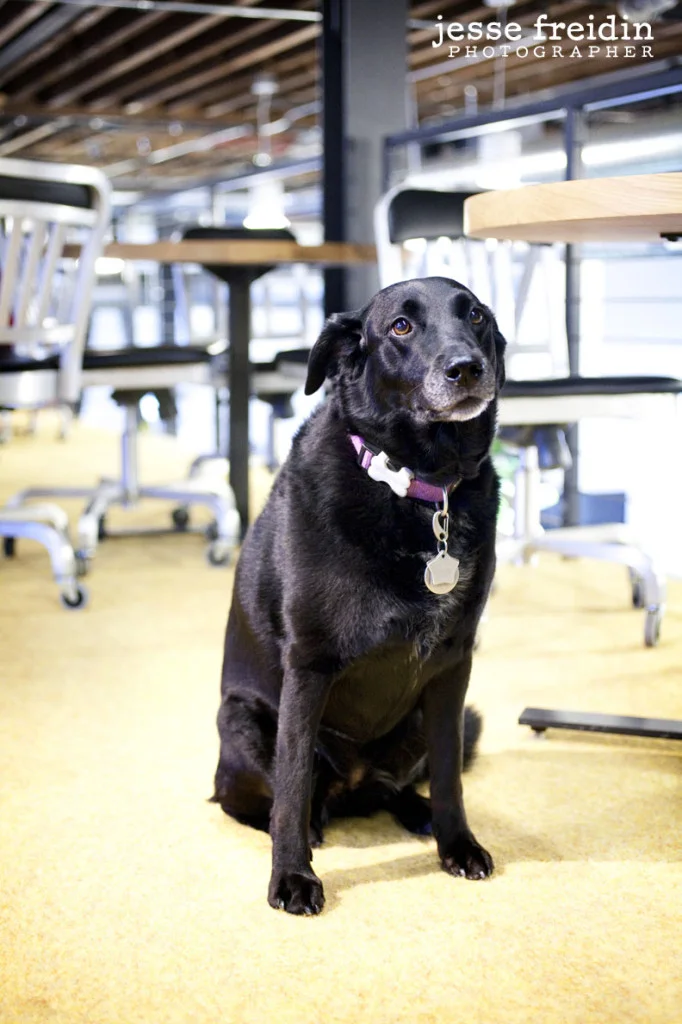 Pinterest: Dogs in the Workplace