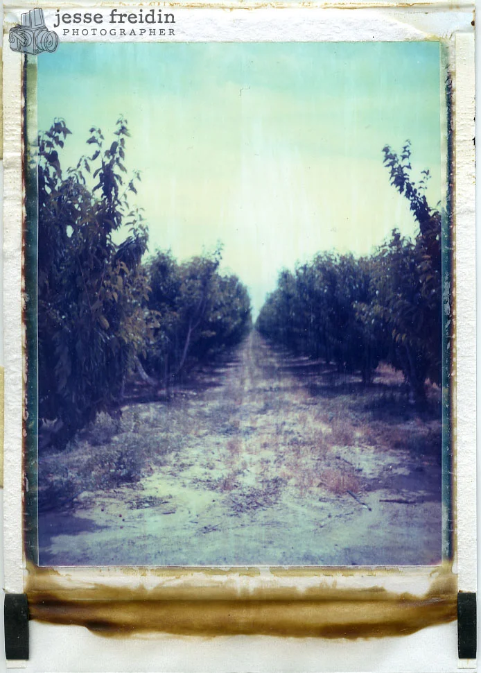 Polaroid Orchard