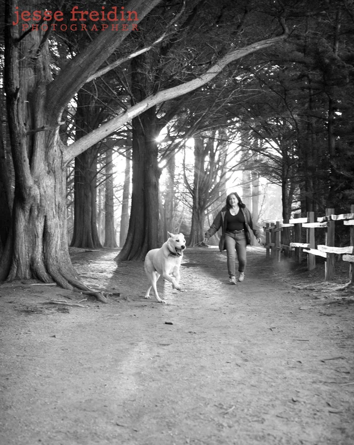 San Francisco Dog Photography