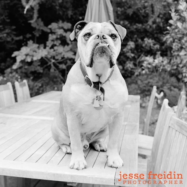 San Francisco dog photographer