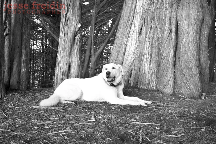 Dog Photographer in San Francisco