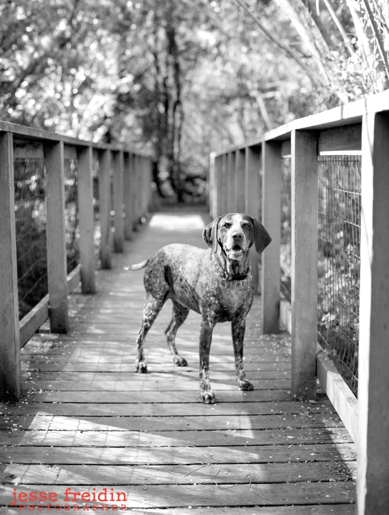 San Francisco Pet Photographer