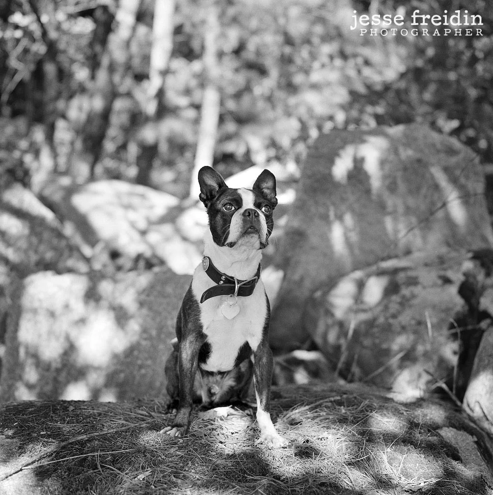 Best Pet Photography