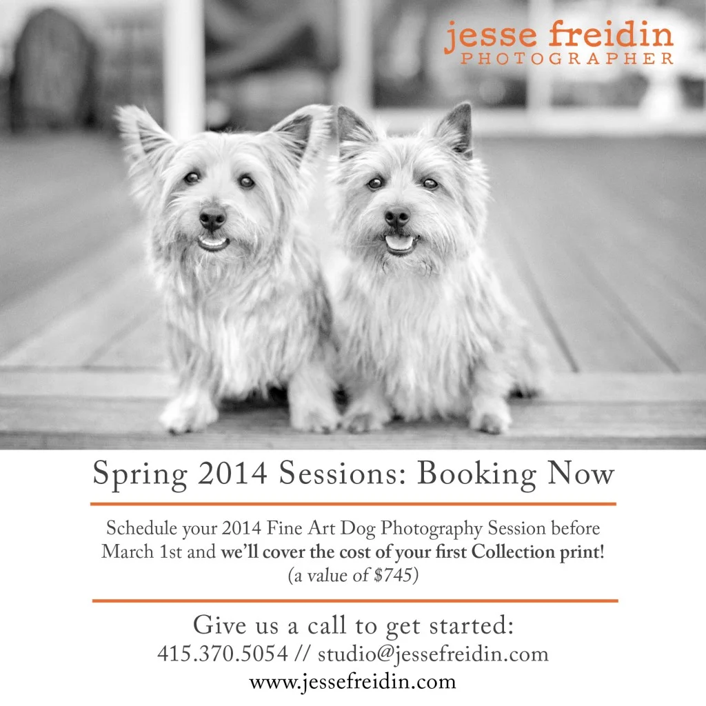 San Francisco + Los Angeles Dog Photography
