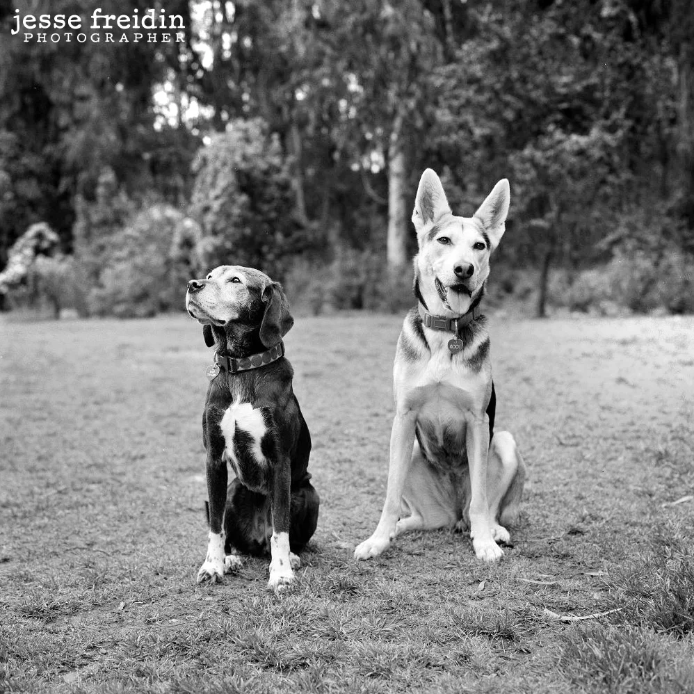 westminster_agility_winner_Husky.Roo