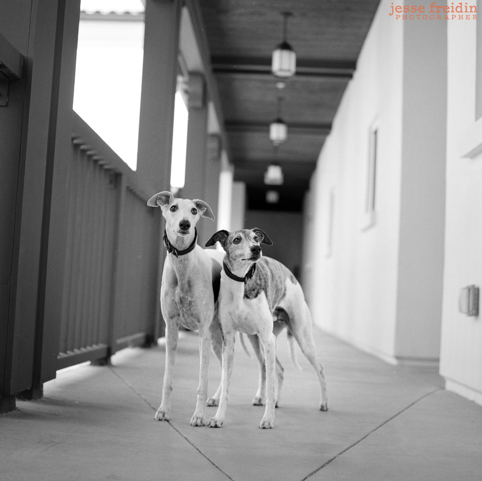 New York dog photography