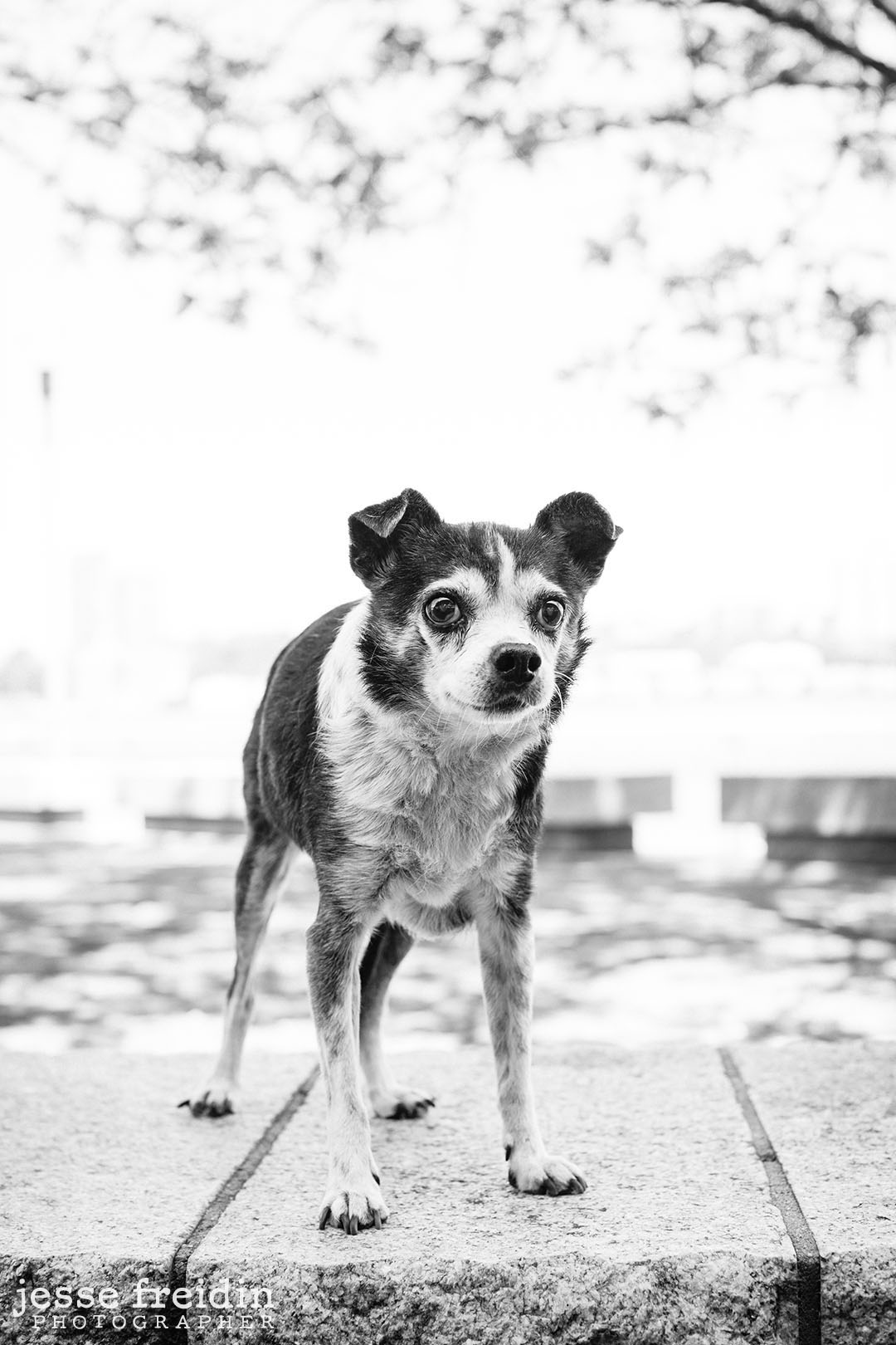 New York Dog Photography