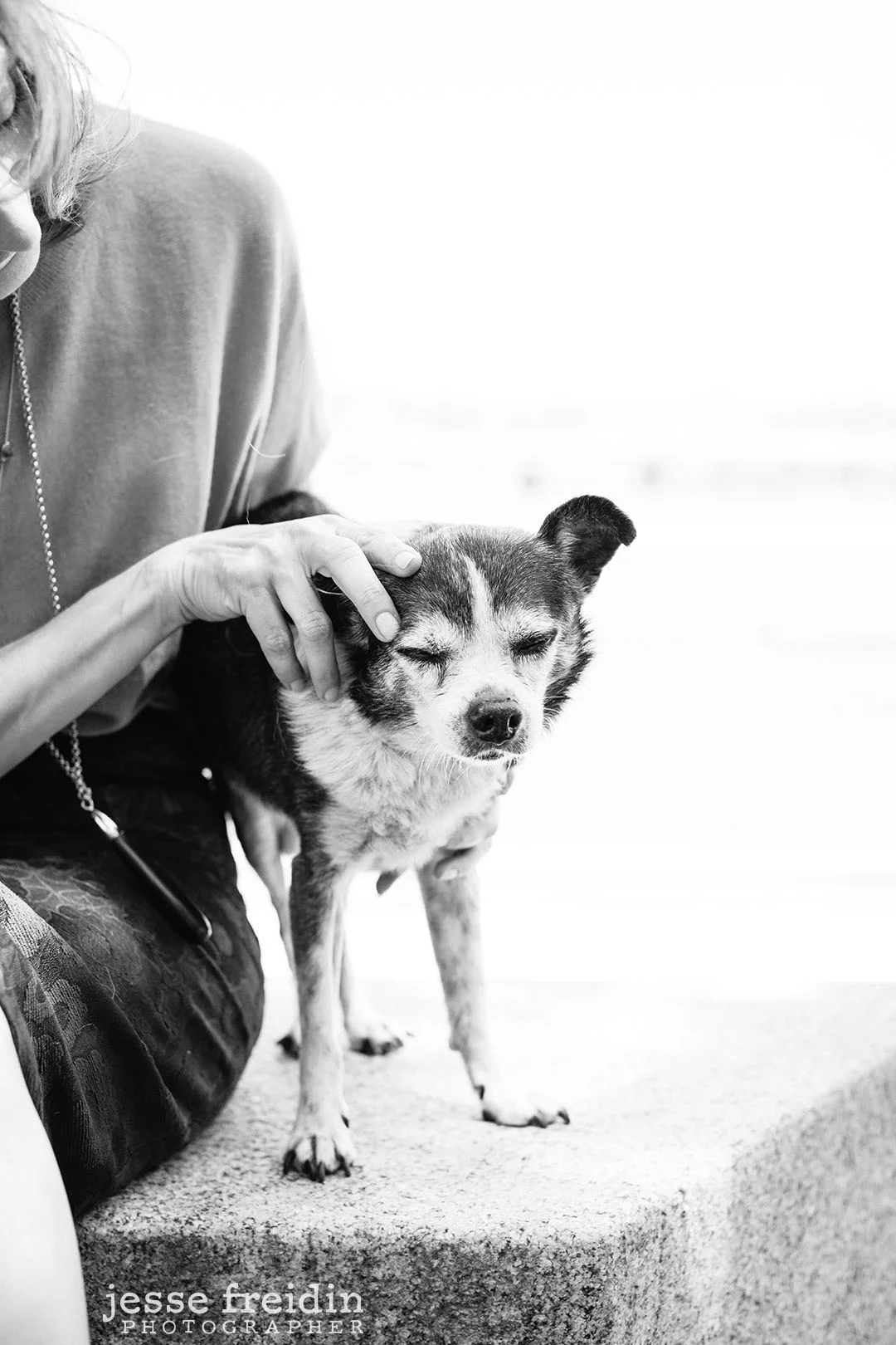 Pet Photographer in New York