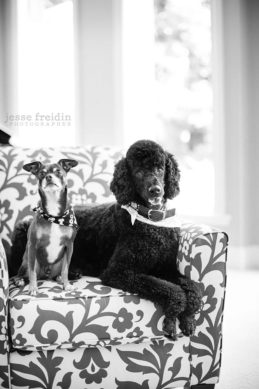 Dog Photography San Francisco