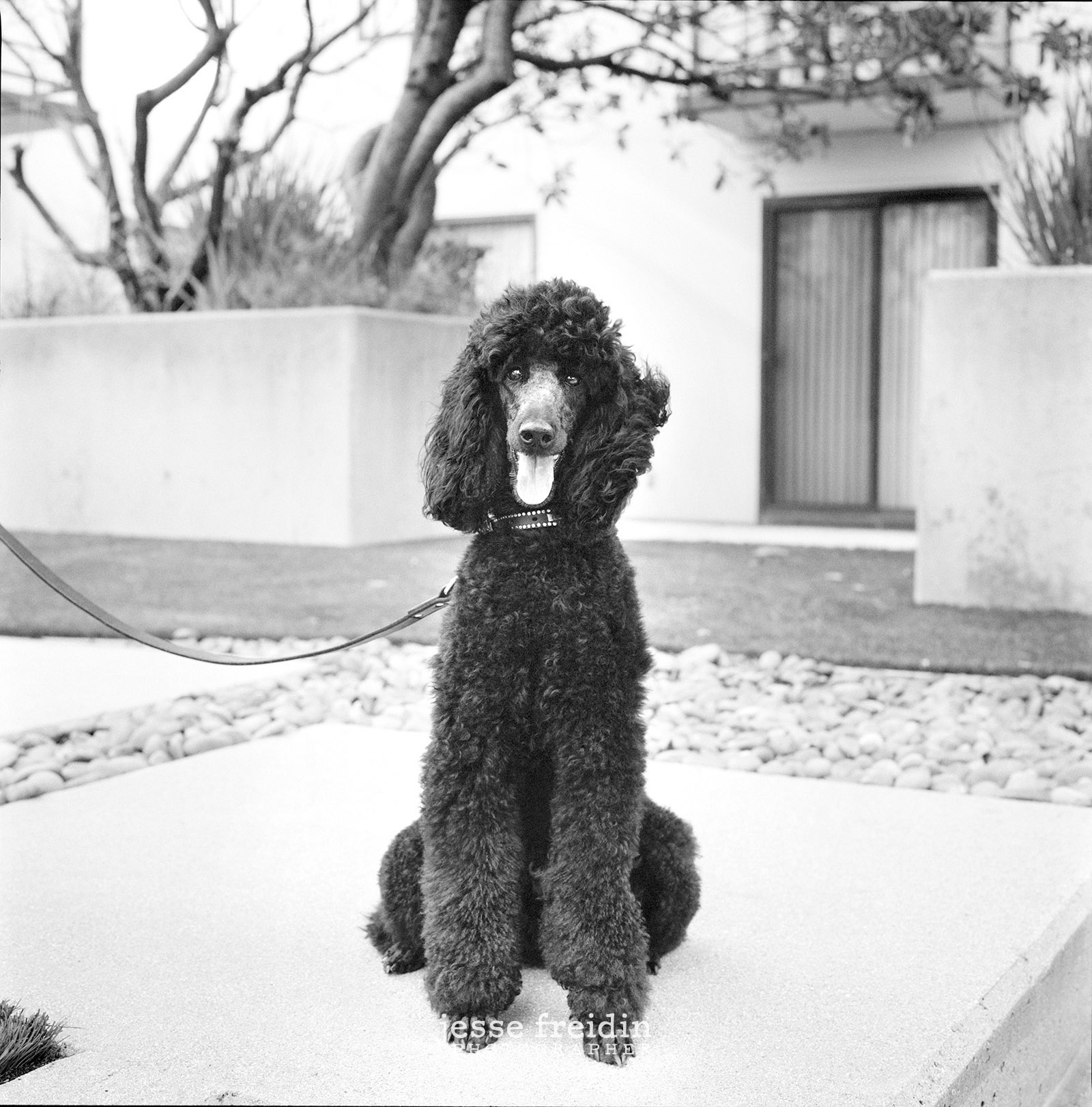 Boston Dog Photographer Jesse Freidin