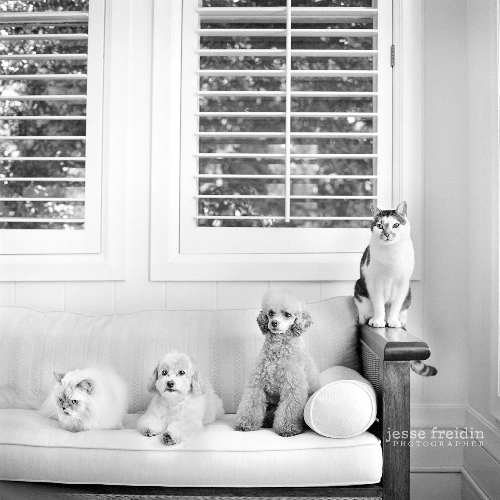 New York dog photographer Jesse Freidin