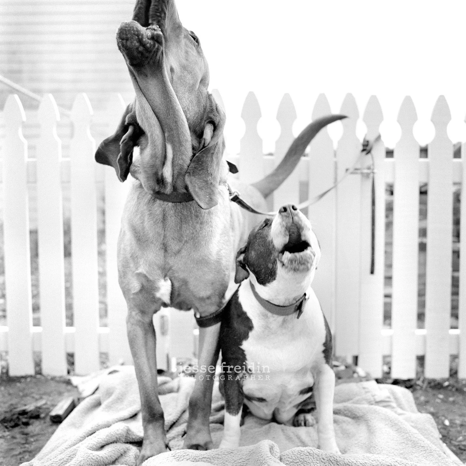 New York Dog Photography