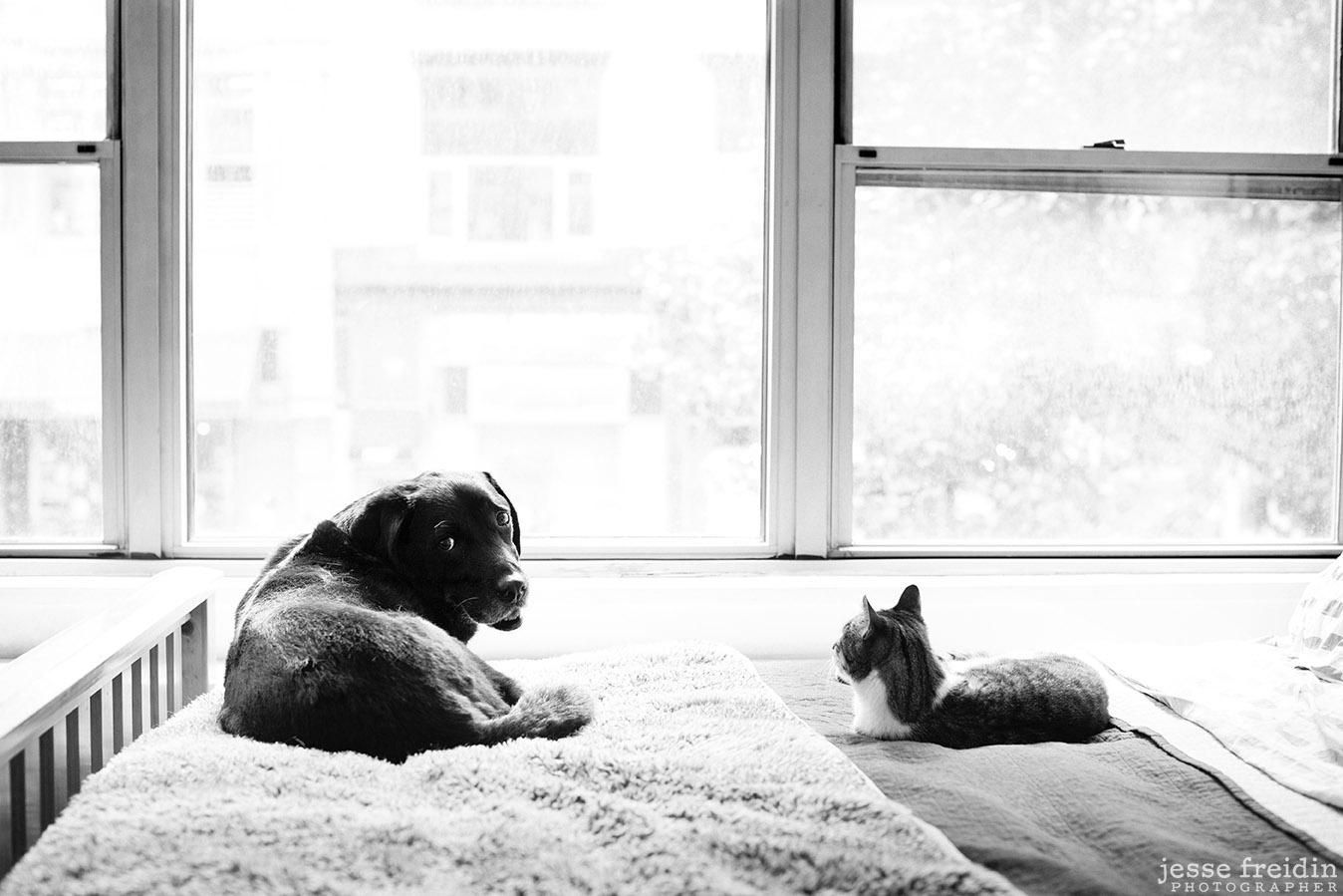 New York dog photography