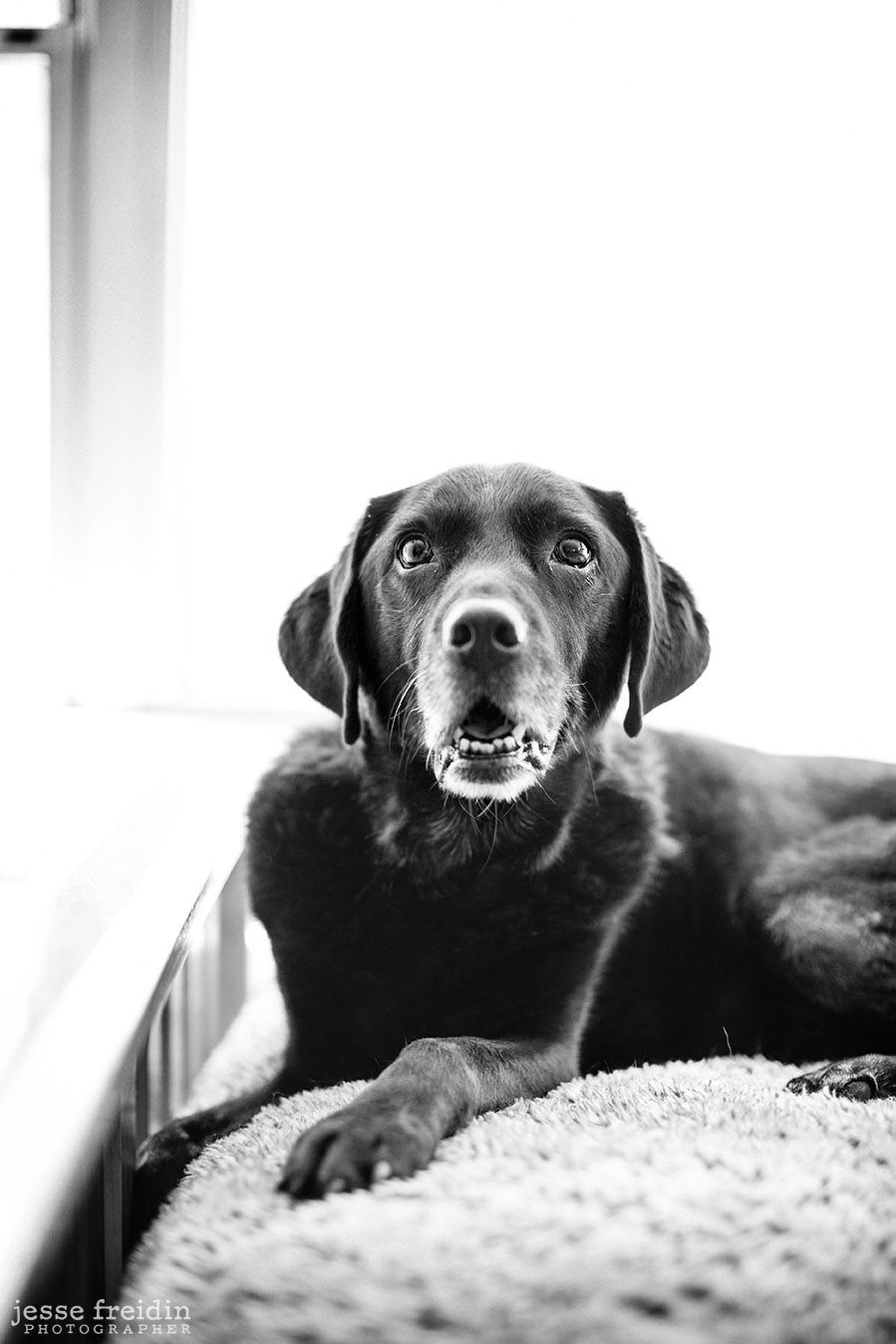 Dog photography New York