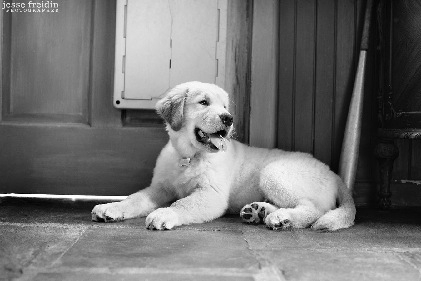 New york dog photographer