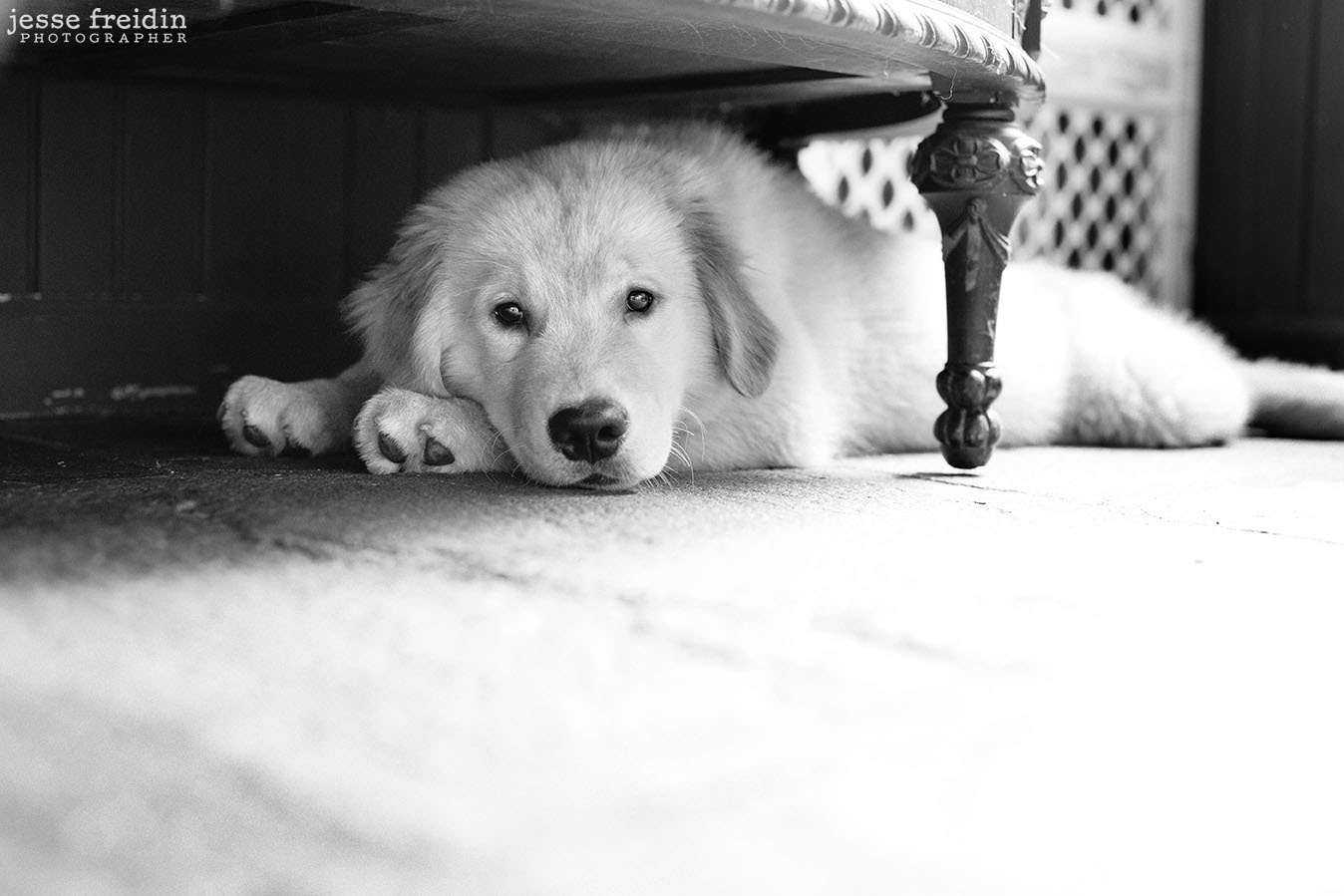 New York dog photography