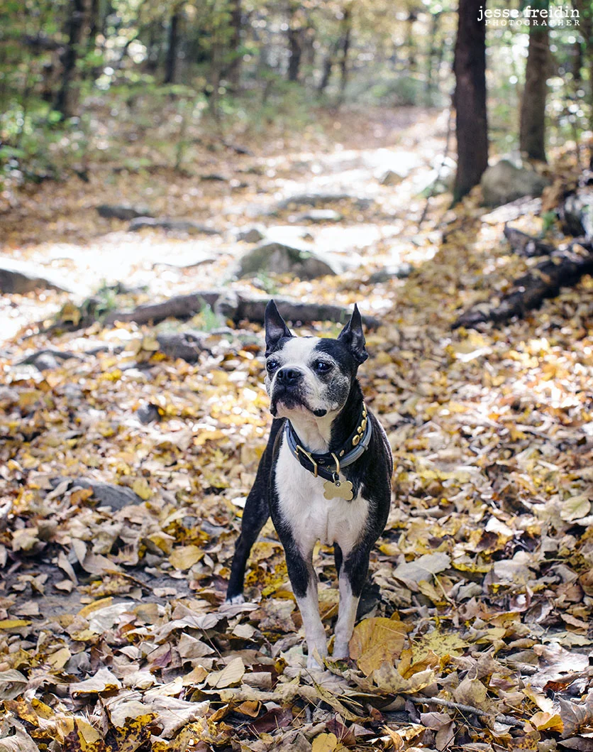 Dog Photography in the Berkshires
