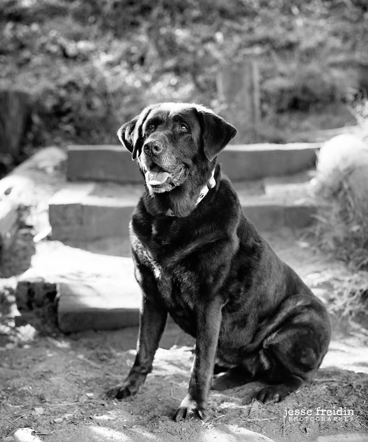 San Francisco Dog Photography in Golden Gate Park