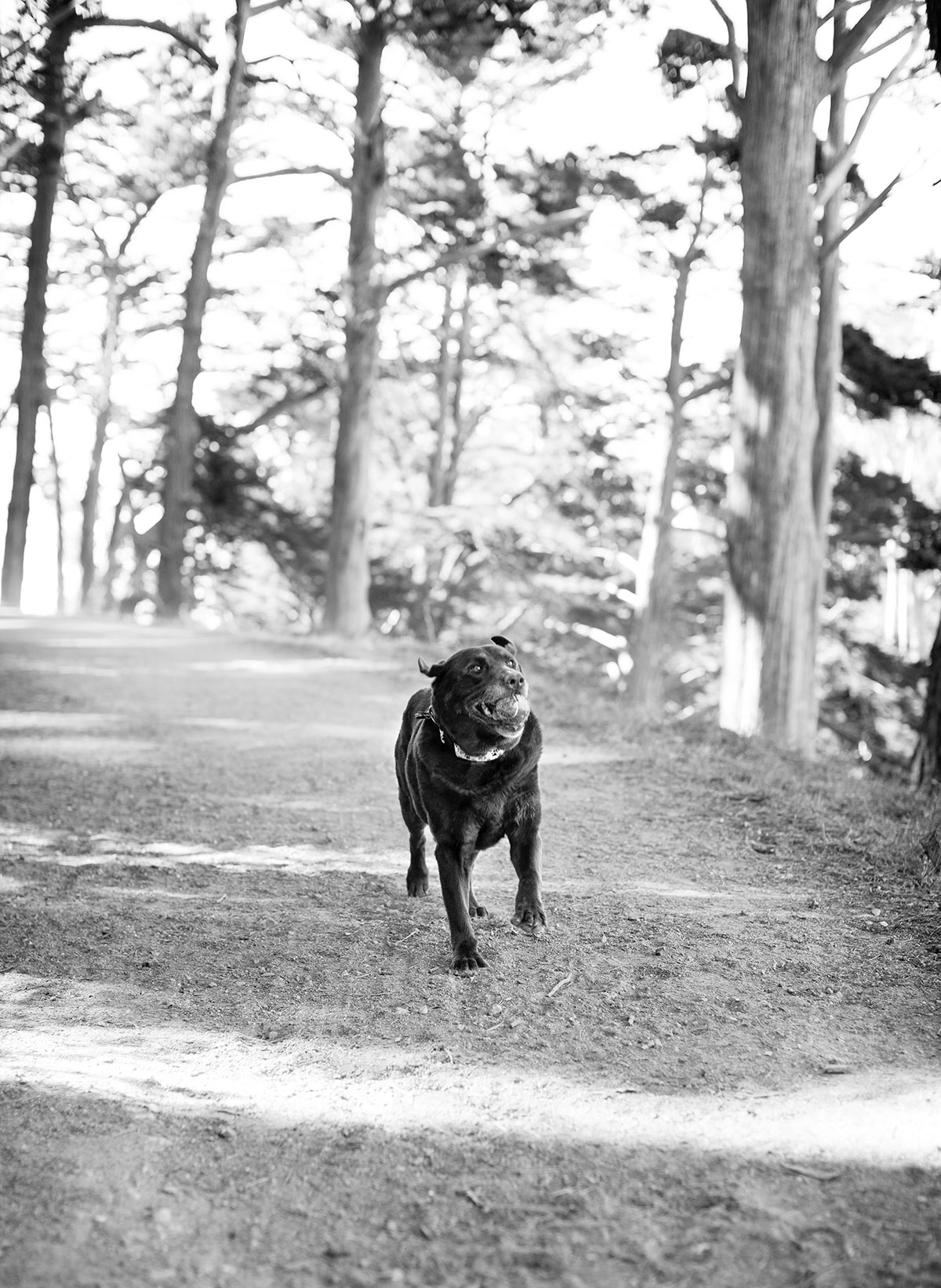 Dog Photographer in San Francisco