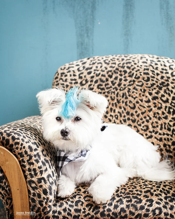 Dog Photographer in Los Angeles Jesse Freidin