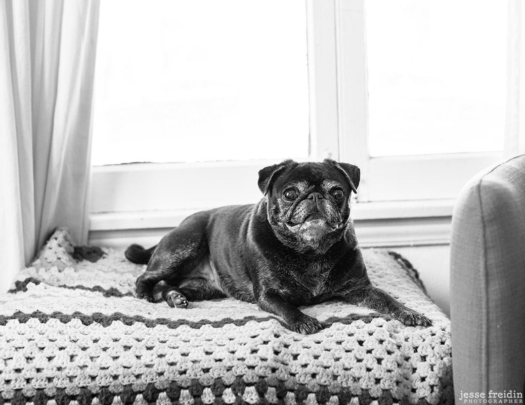 Los Angeles Pet Photography