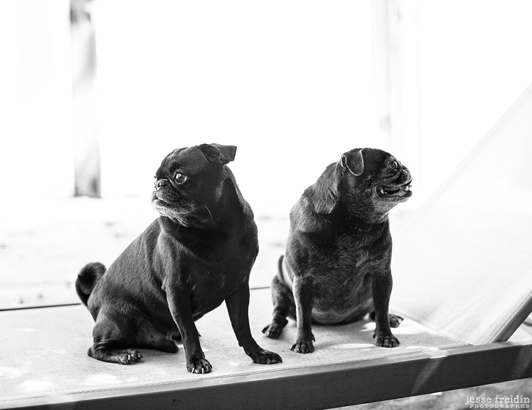 Jesse Freidin Los Angeles Pet Photography