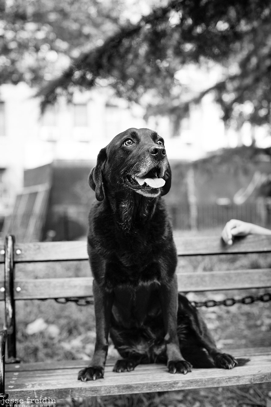 New York Dog Photographer