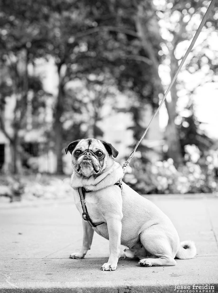 NewYorkDogPhotography_blackwhite.jpg