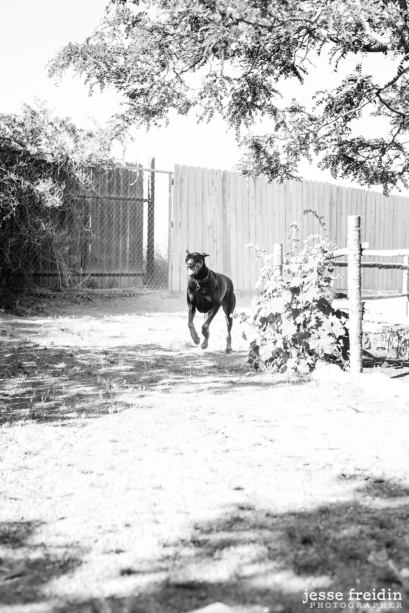 Santa Fe dog photography: Jesse Freidin
