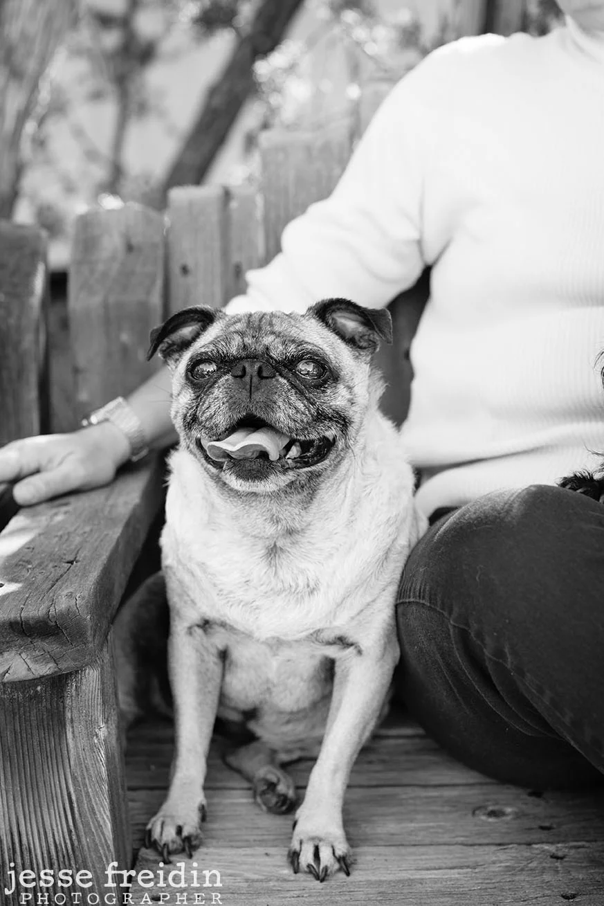 santafe_pet_photographer.jpg