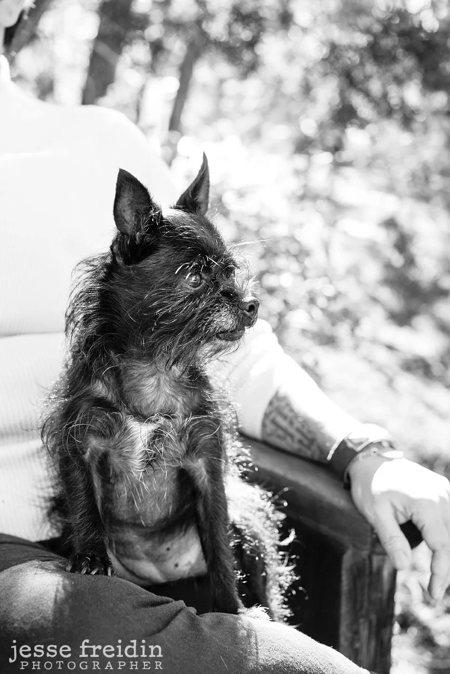 santafepetphotographer.jpg