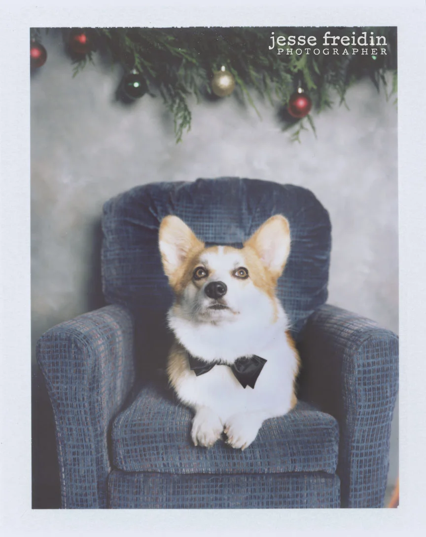corgiinabowtie.polaroid.jpg