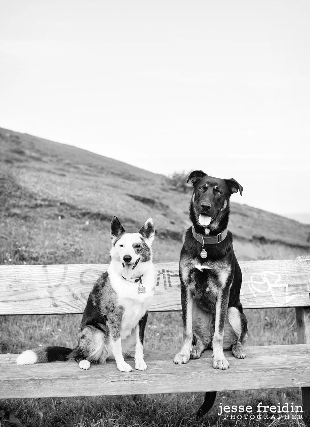 Artistic Pet Photography San Francisco