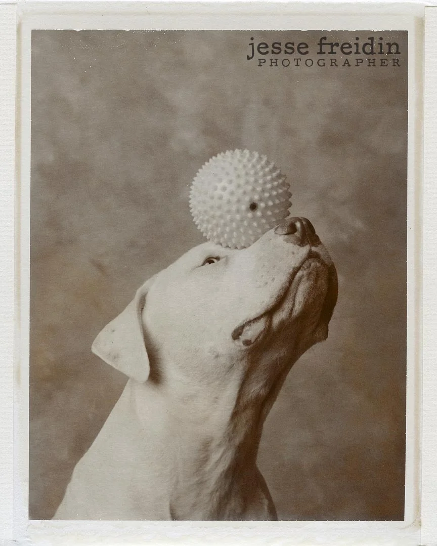 polaroid.dog.photography.jpg