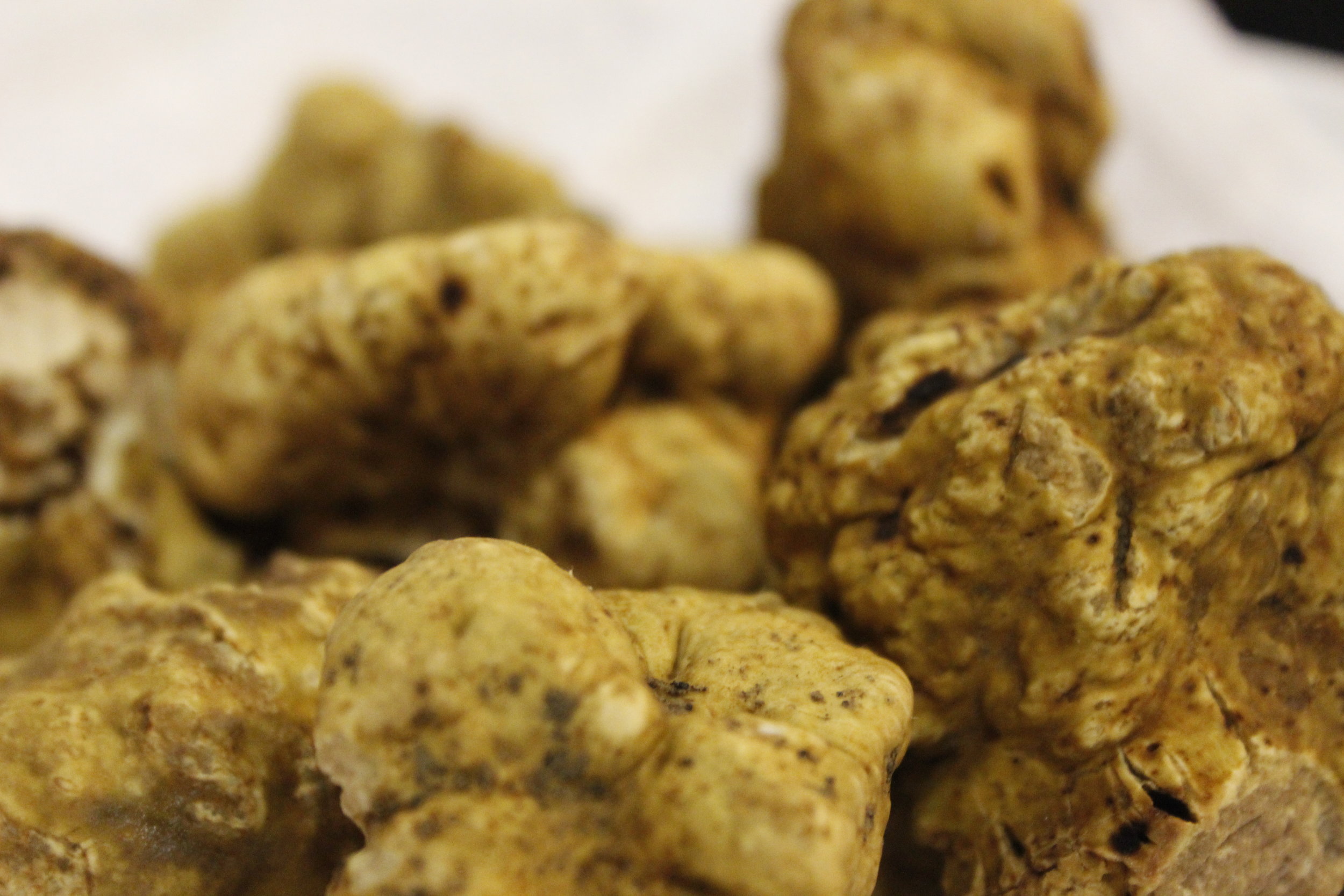  picture of white truffles 