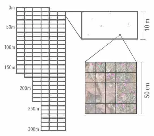 Survey design. The study area extends 300 m from the 1995 glacial margin, and is divided into 144 zones. Six 50x50cm small quadrats were chosen randomly within each zone.