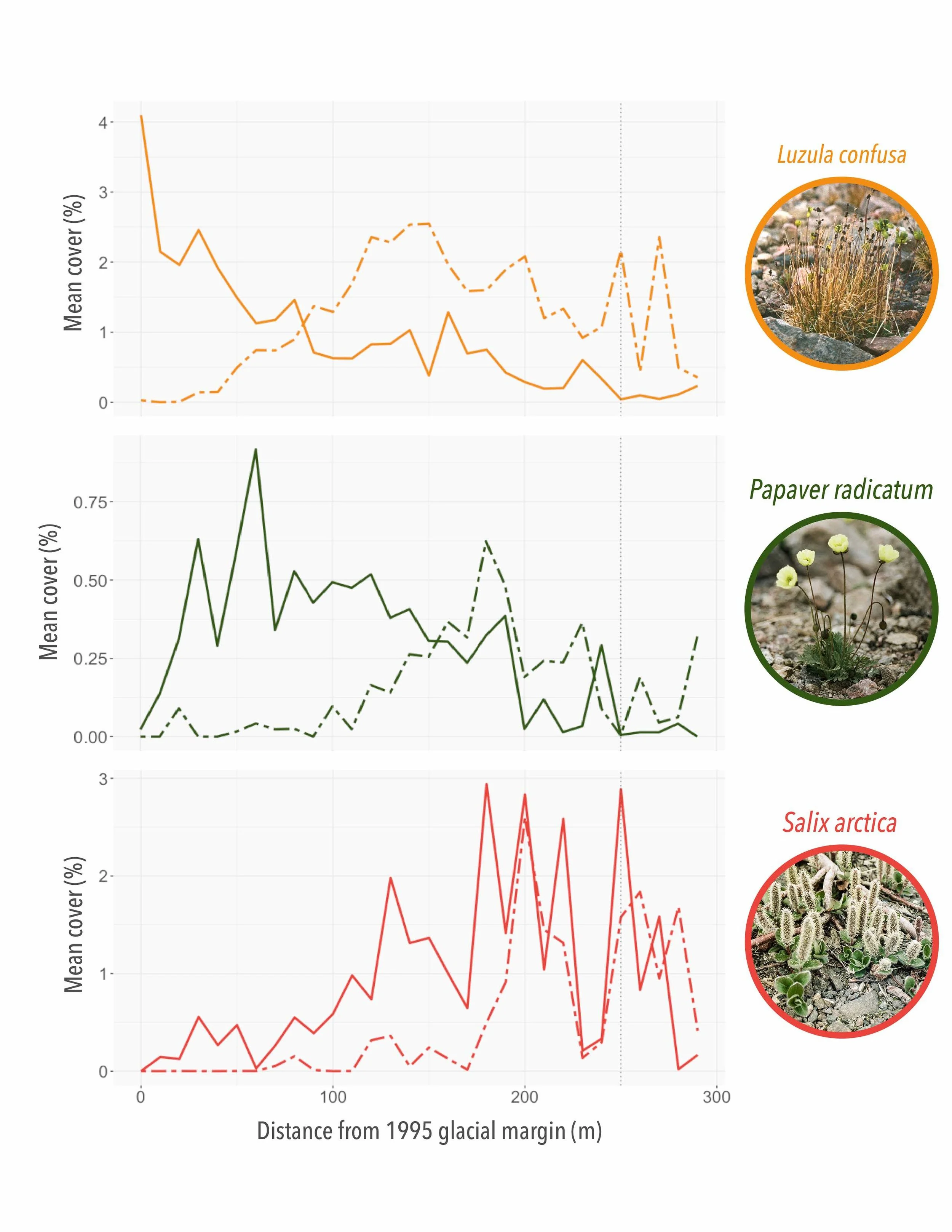 Mean percent cover of Luzula confusa (top), Papaver radicatum (middle), and Salix arctica (bottom) across the study area in both 1995 (dashed line) and 2016 (solid line).