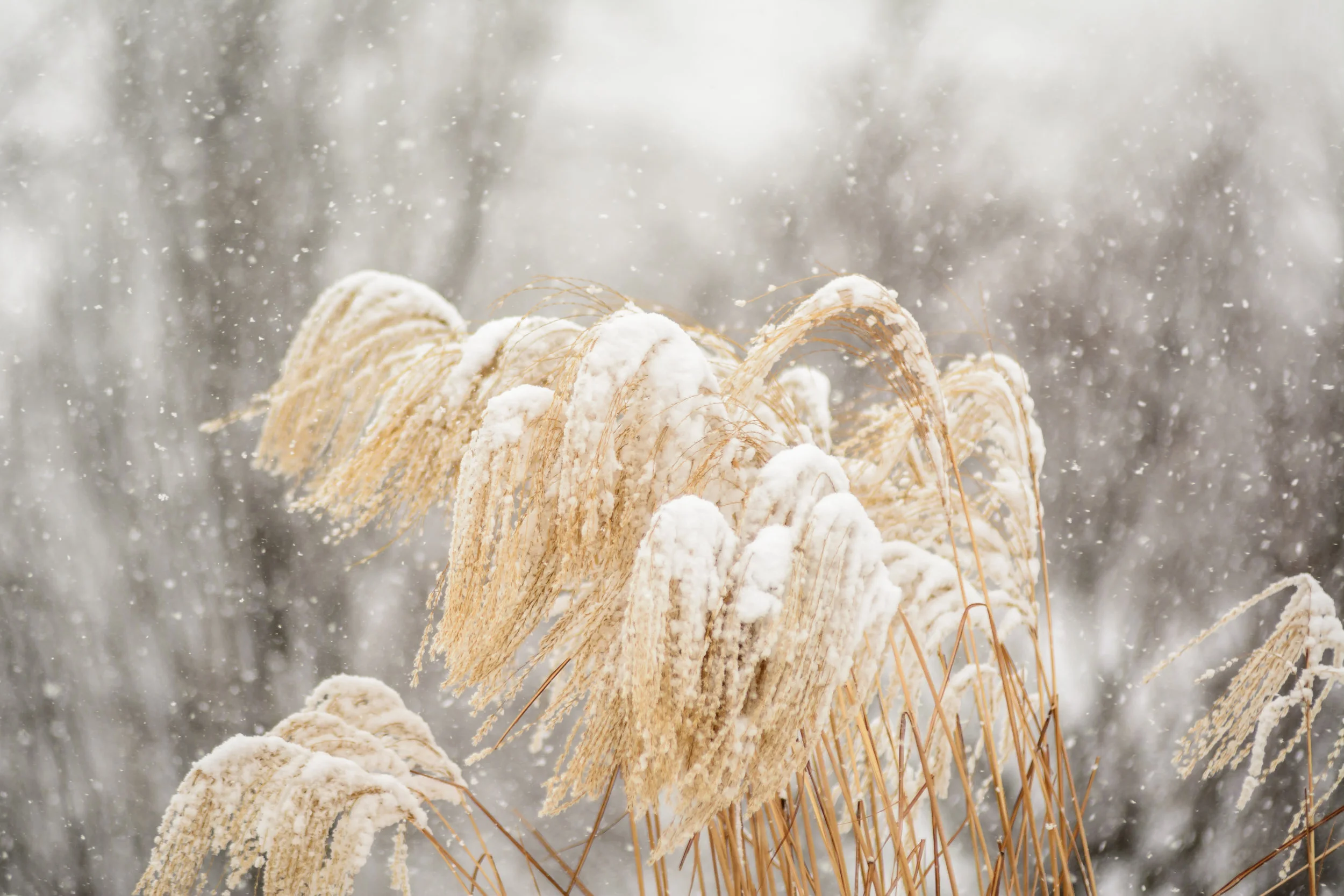 photo by Marc Coleman