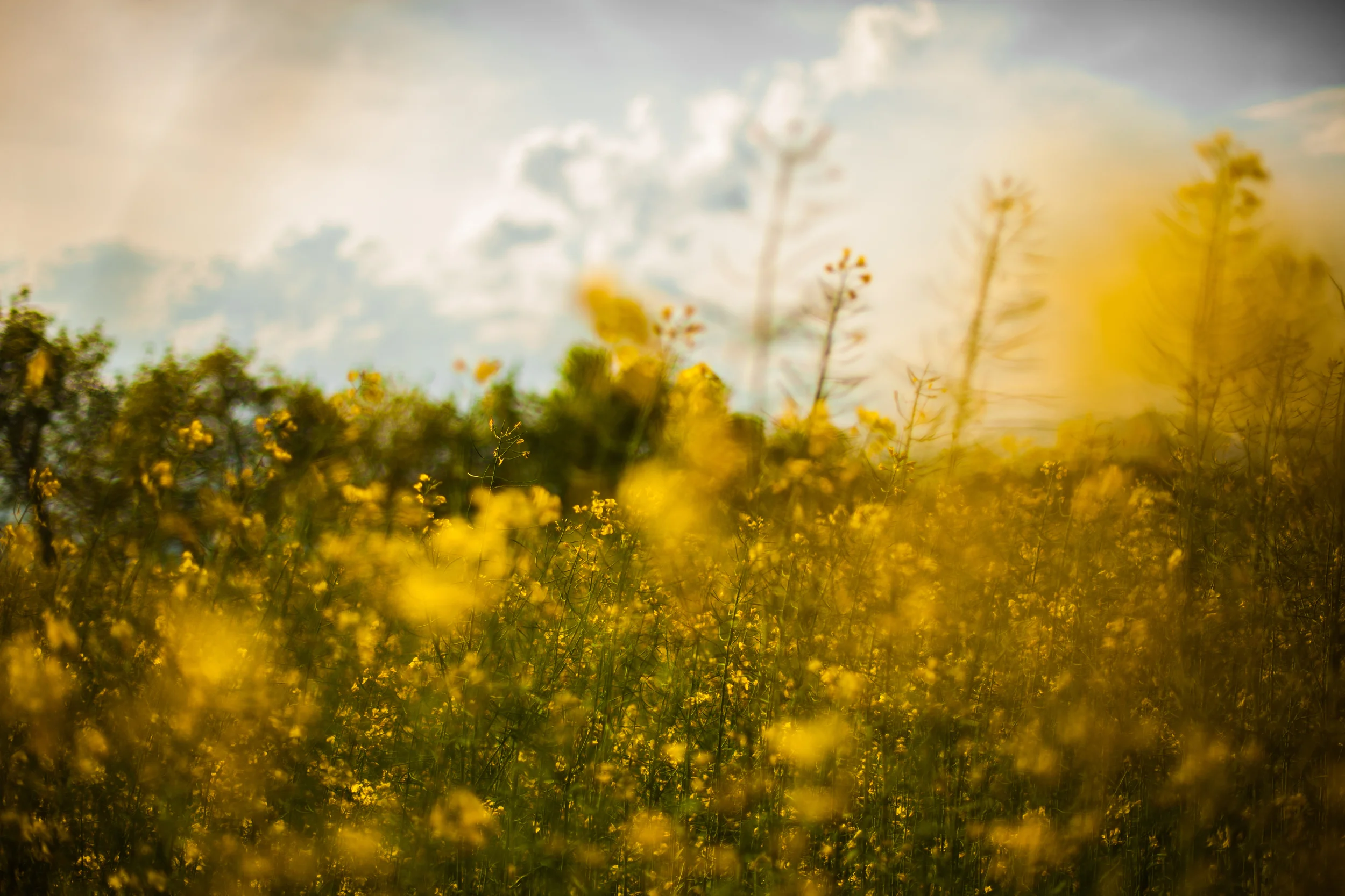 How To Be Color Savvy with Buttercup Yellow